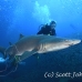 shark_tiger_sand_atlas_h_0369_nca0827.jpg